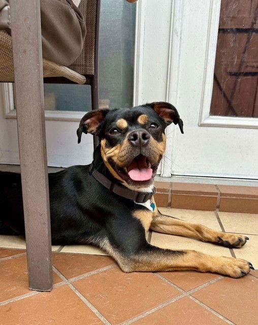 Enlarge SPARKEY, a Adoptable Boxer in Katy, TX image 2/3