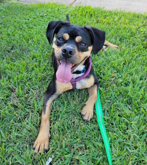 SPARKEY, Adoptable, Young Male Boxer.