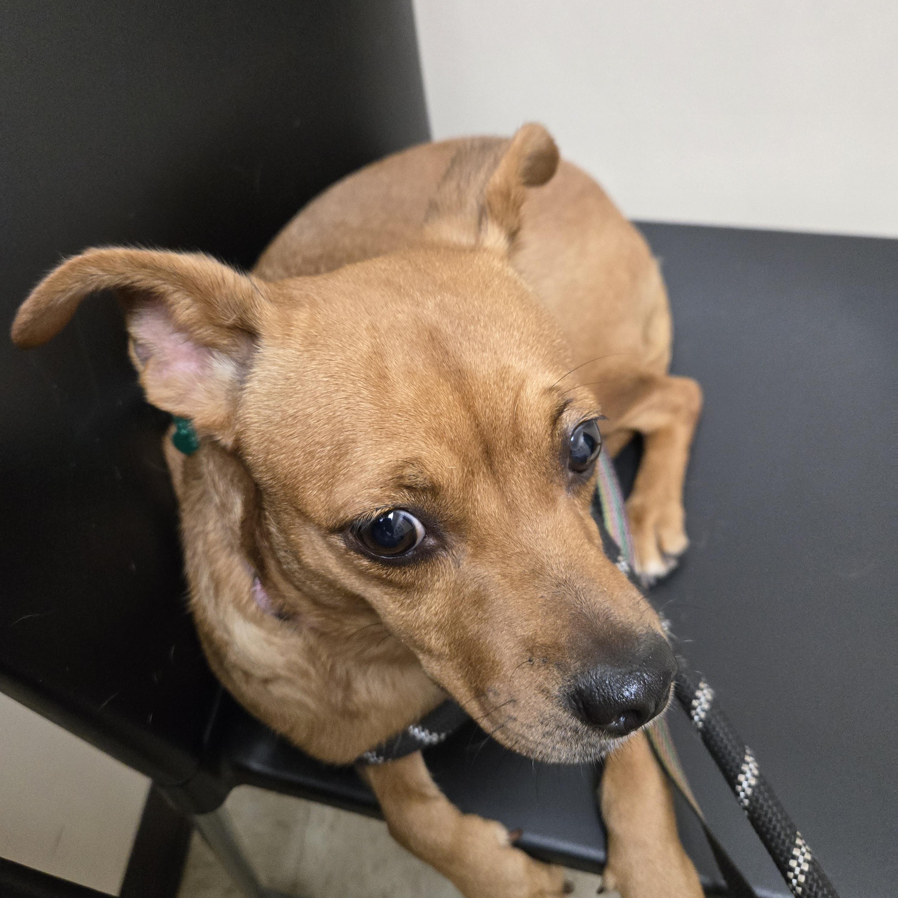 Enlarge Peanut, a Adoptable mixed breed in Aurora, IL image 3/4