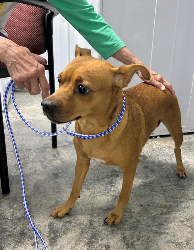 Enlarge Maria, a ADOPTABLE mixed breed in Aurora, IL image 2/2