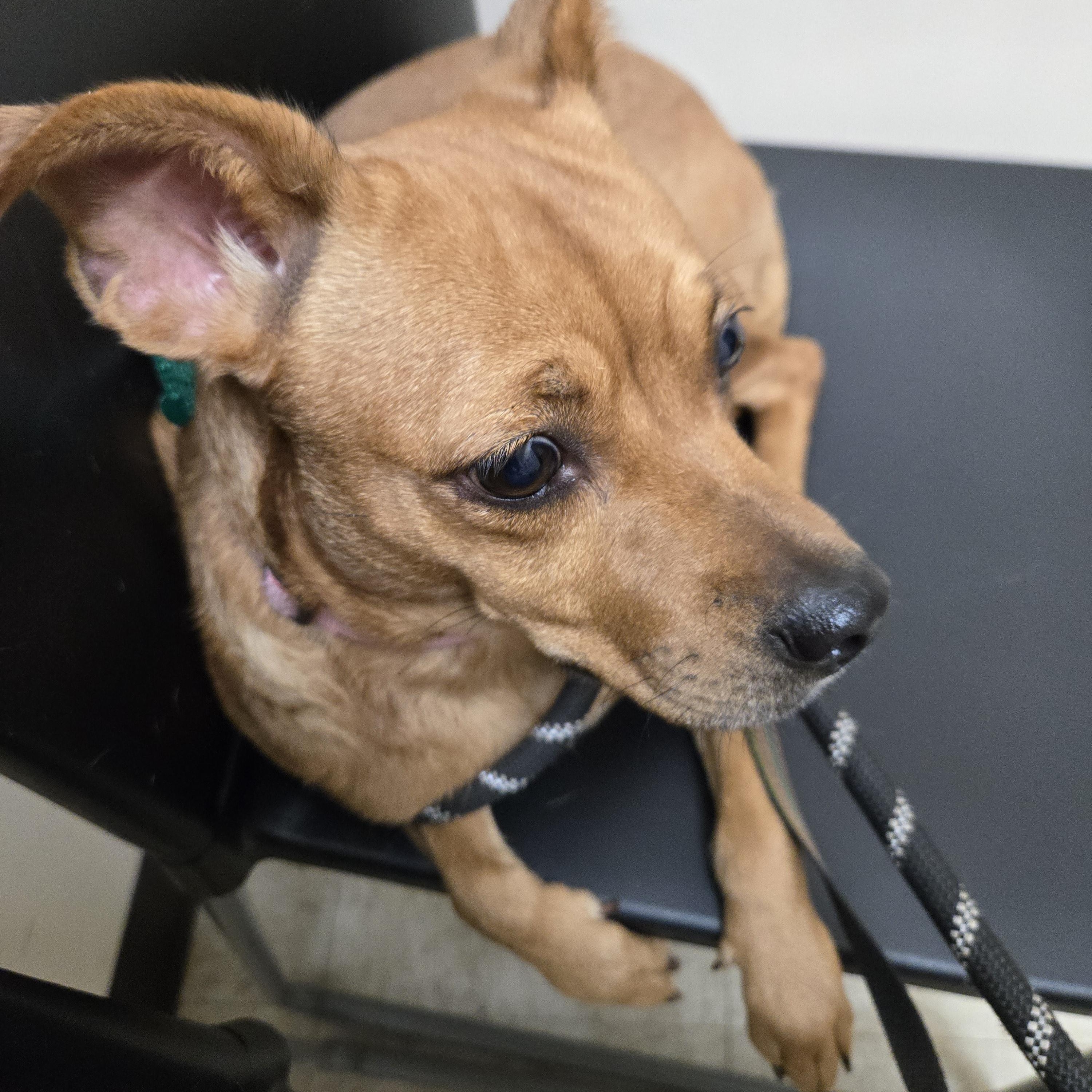 Enlarge Peanut, a Adoptable mixed breed in Aurora, IL image 4/4