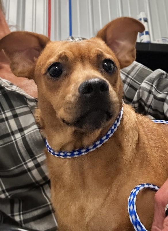 Maria, ADOPTABLE, Adult Female Pug & Dachshund.