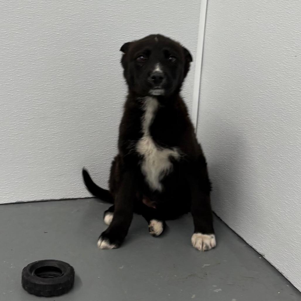 Enlarge Oscar, a ADOPTABLE Husky in Crookston, MN image 3/3