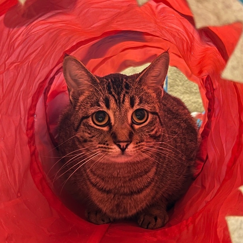 Ashen, a Adoptable Domestic Short Hair in Sault Sainte Marie, MI image 1/3