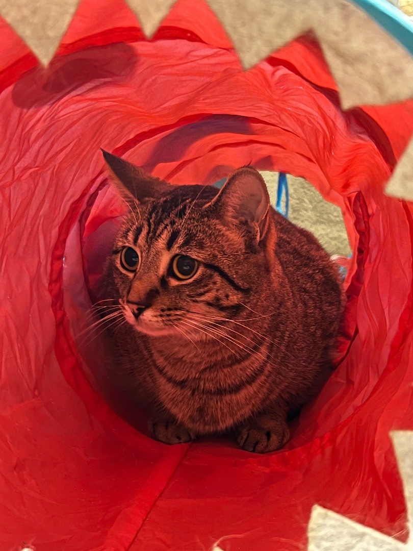 Ashen, a Adoptable Domestic Short Hair in Sault Sainte Marie, MI image 2/3