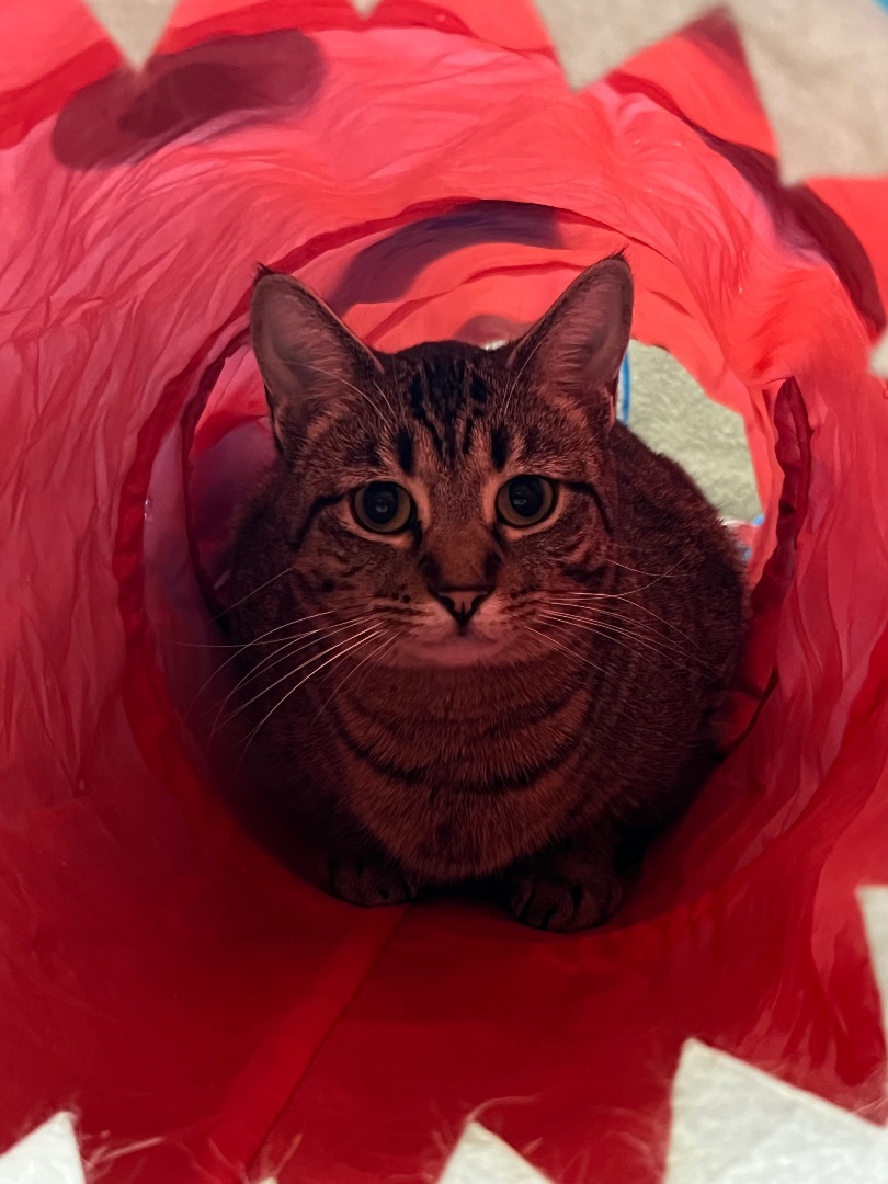 Ashen, a Adoptable Domestic Short Hair in Sault Sainte Marie, MI image 3/3