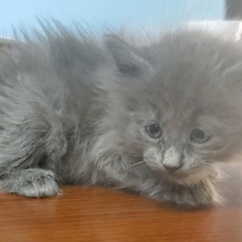 Enlarge Ziva, a Adoptable Domestic Long Hair in Franklin, NC image 1/1