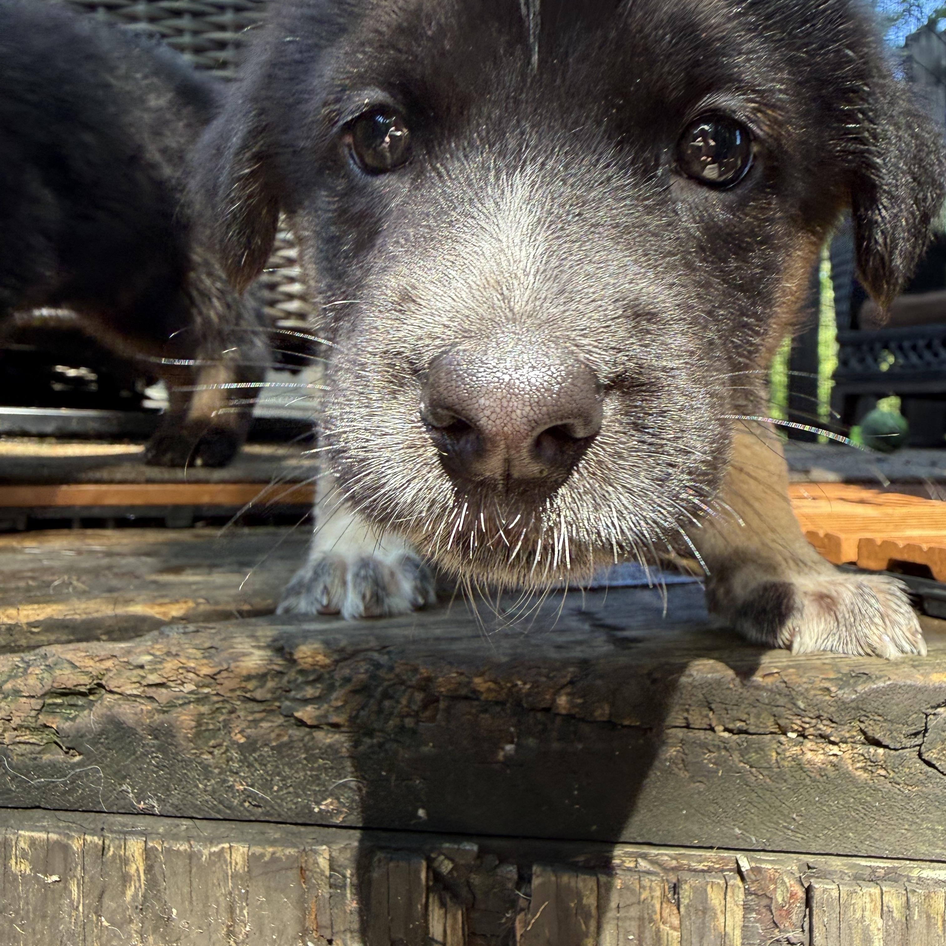 Travis, a ADOPTABLE mixed breed in Minneapolis, MN image 4/6
