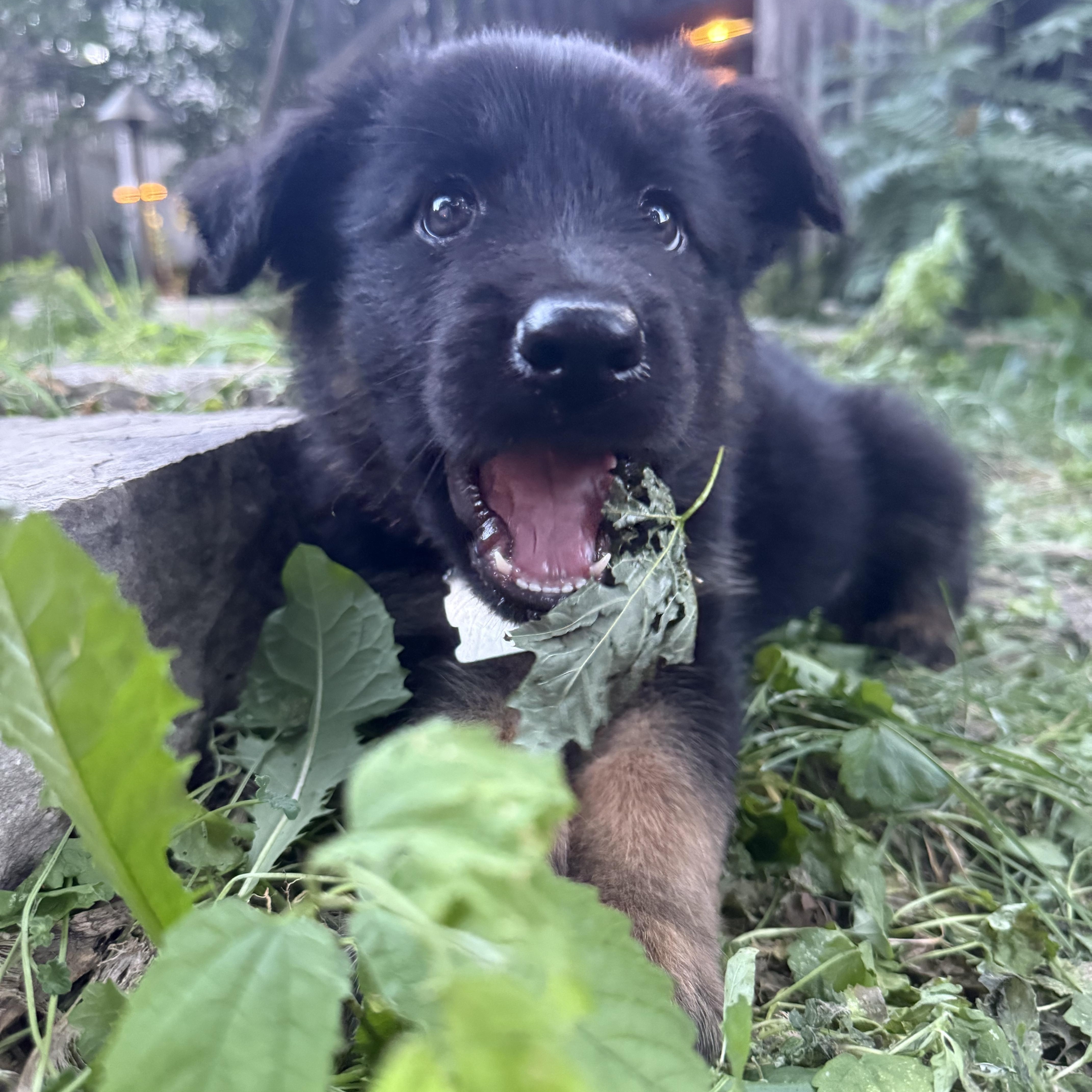 Travis, a ADOPTABLE mixed breed in Minneapolis, MN image 2/6