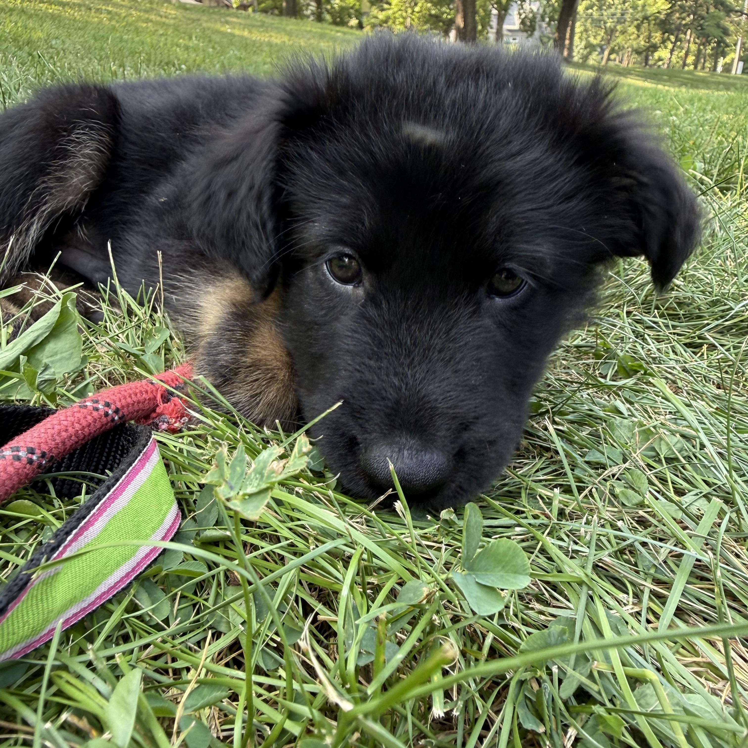 Travis, a ADOPTABLE mixed breed in Minneapolis, MN image 3/6