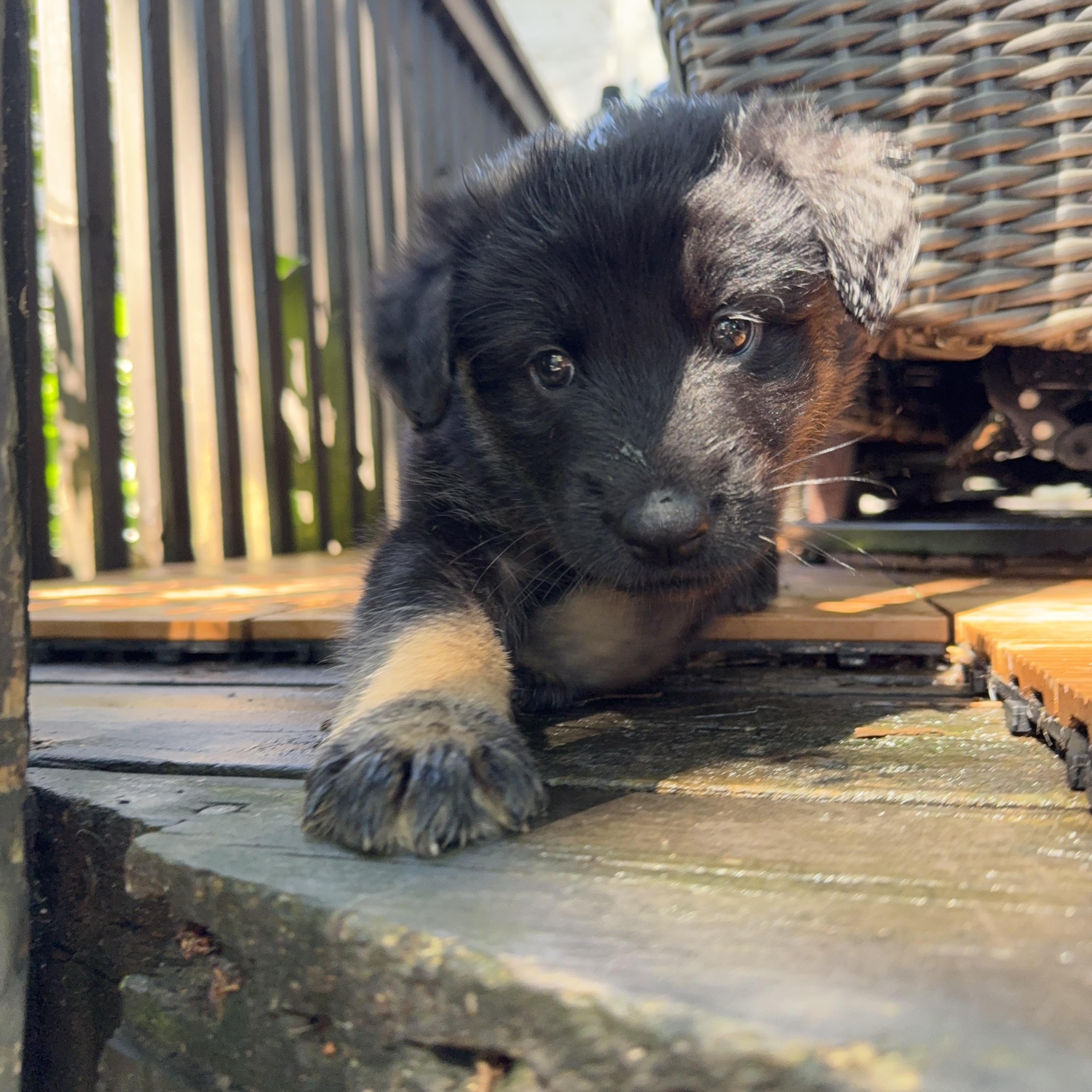 Travis, a ADOPTABLE mixed breed in Minneapolis, MN image 5/6