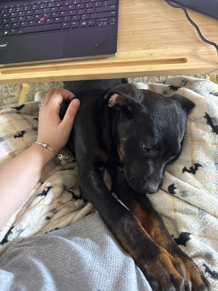 Bonnie, Adoptable, Puppy Female Labrador Retriever & Black and Tan Coonhound.