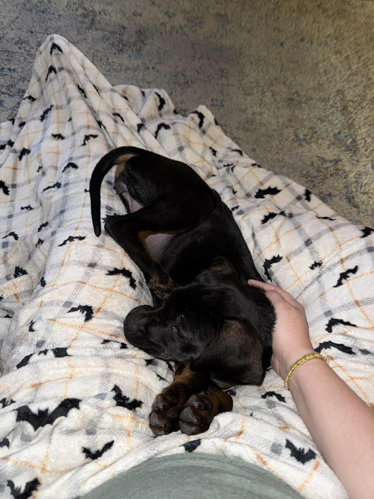 Enlarge Bonnie, a Adoptable mixed breed in Sumter, SC image 2/6