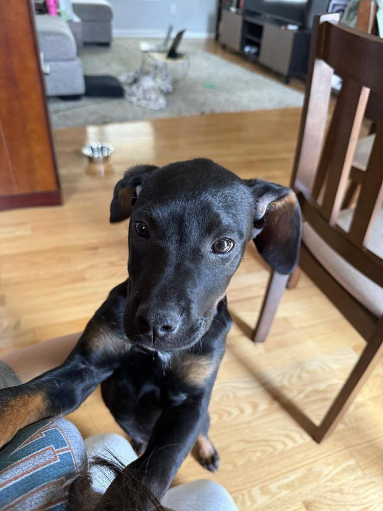 Enlarge Bonnie, a Adoptable mixed breed in Sumter, SC image 3/6