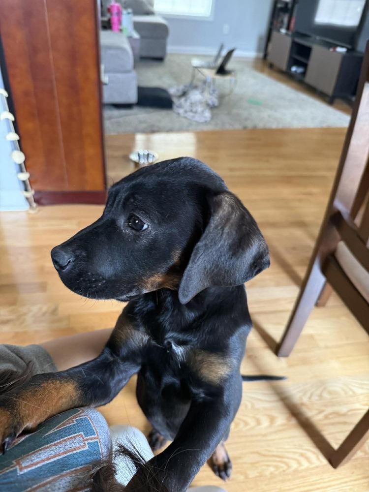 Enlarge Bonnie, a Adoptable mixed breed in Sumter, SC image 4/6