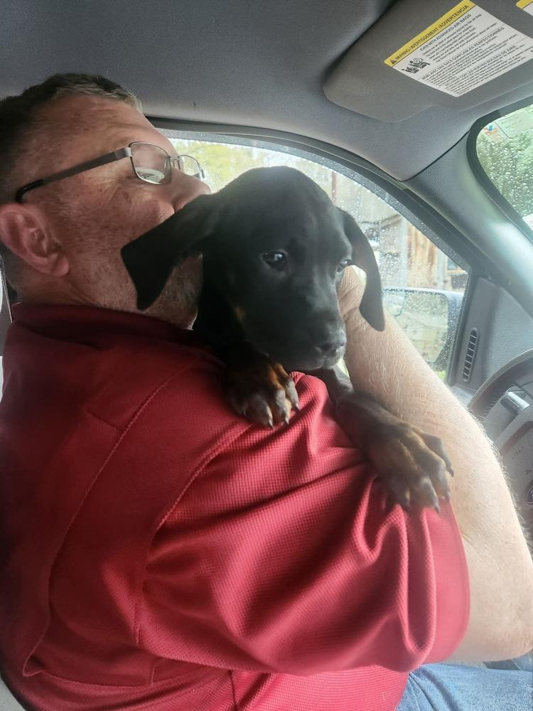 Enlarge Bonnie, a Adoptable mixed breed in Sumter, SC image 5/6