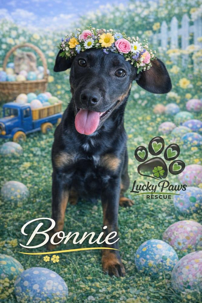 Enlarge Bonnie, a Adoptable mixed breed in Sumter, SC image 6/6