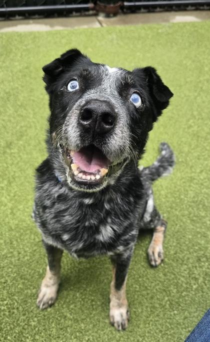 Rufus, Adoptable, Senior Male Cattle Dog & Mixed Breed.