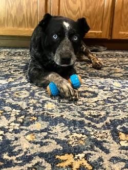Enlarge Rufus, a Adoptable mixed breed in Bellevue, WA image 2/3