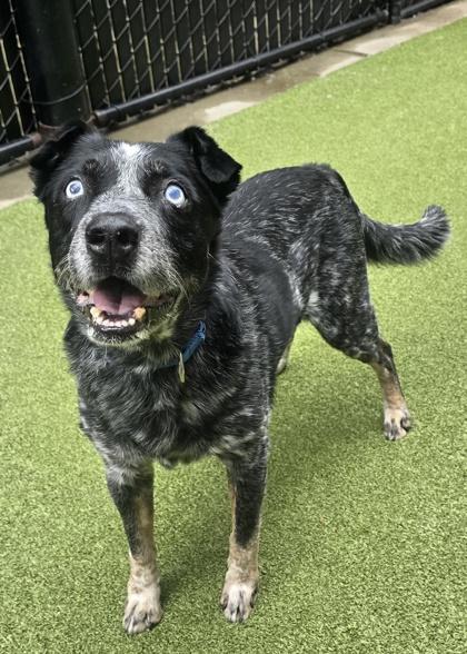 Enlarge Rufus, a Adoptable mixed breed in Bellevue, WA image 3/3