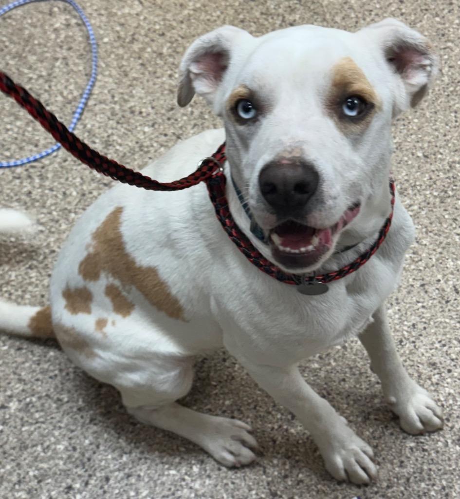Remmy, Adoptable, Young Male Pit Bull Terrier & Husky.