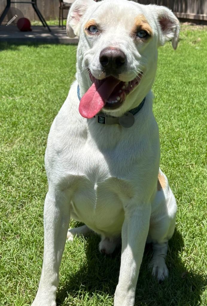 Enlarge Remmy, a Adoptable mixed breed in Great Bend, KS image 2/2