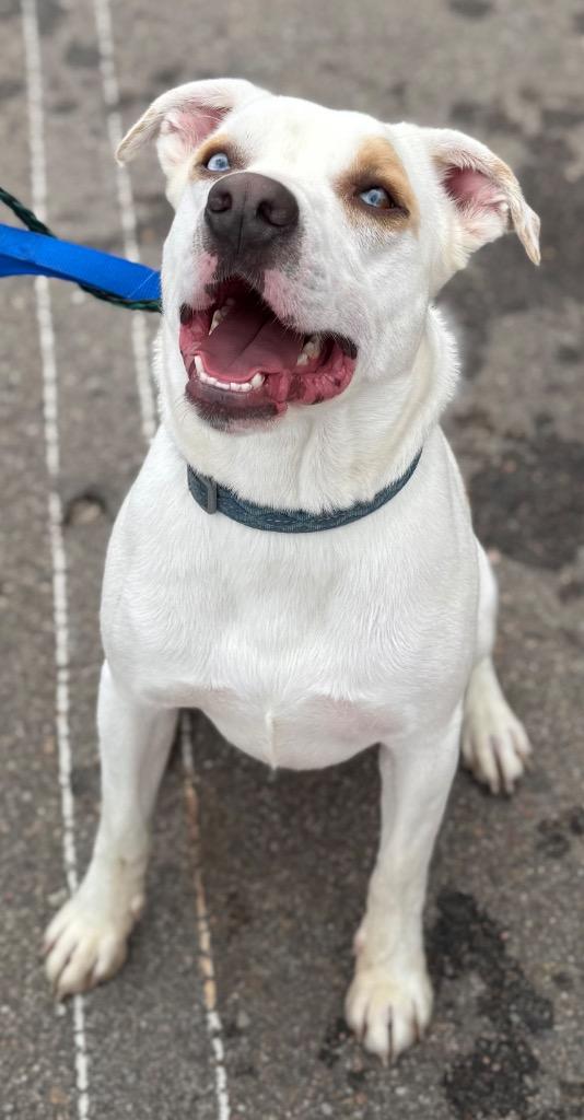 Enlarge Remmy, a Adoptable mixed breed in Great Bend, KS image 3/3