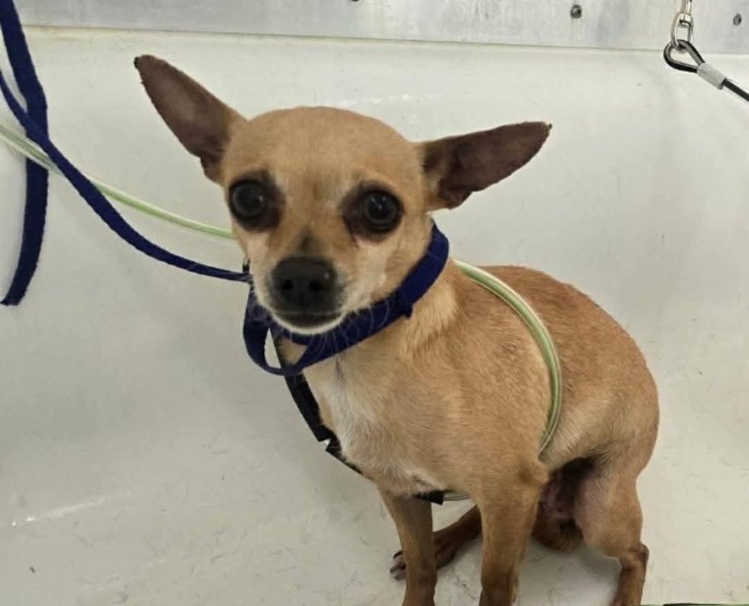 Winnie, ADOPTABLE, Young Female Chihuahua.