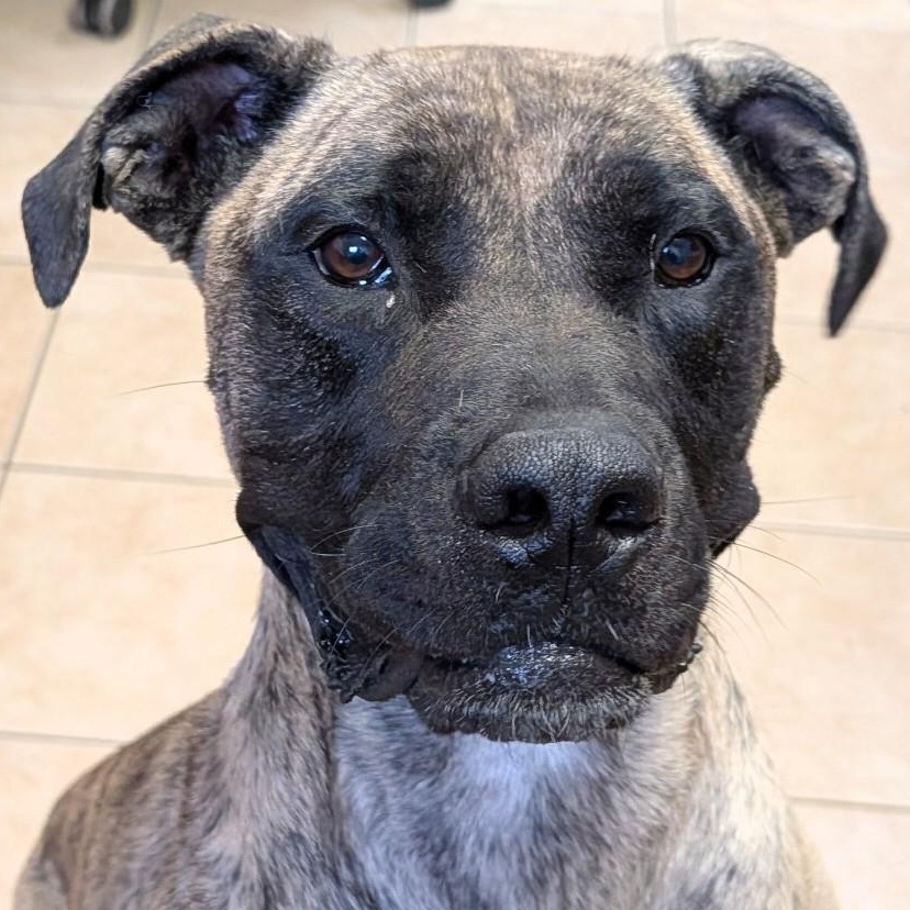 Enlarge Lola, a Adoptable mixed breed in Camp Pendleton, CA image 2/3