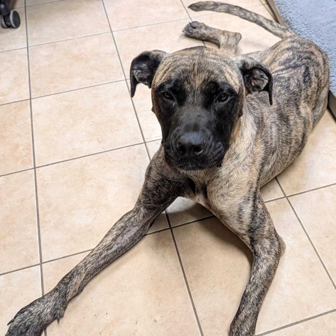 Enlarge Lola, a Adoptable mixed breed in Camp Pendleton, CA image 3/3