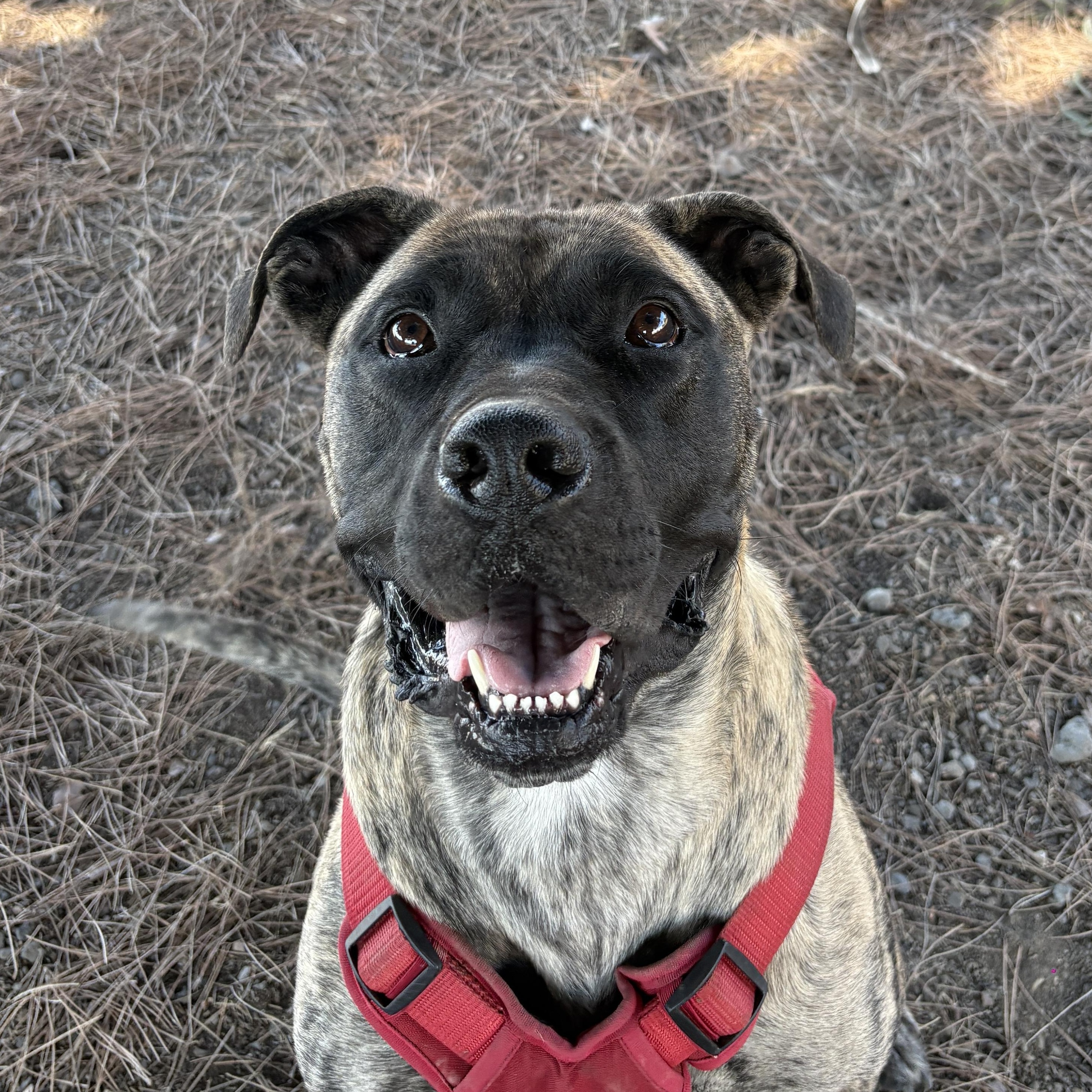 Lola, Adoptable, Adult Female Mastiff.