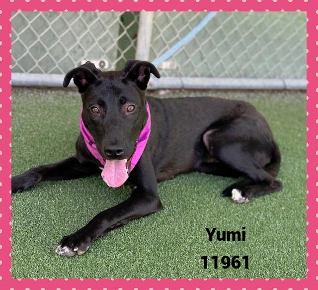 YUMI