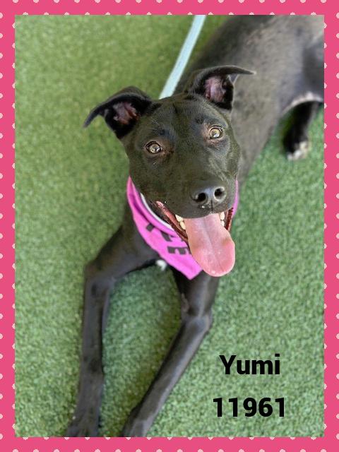 Introducing Yumi This happy girl was on an adventure when spotted and arrived to the shelter on 71