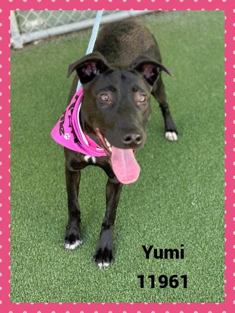 YUMI