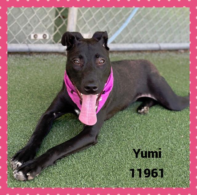 YUMI