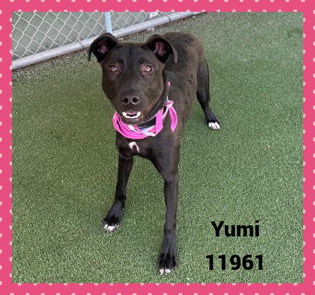 YUMI