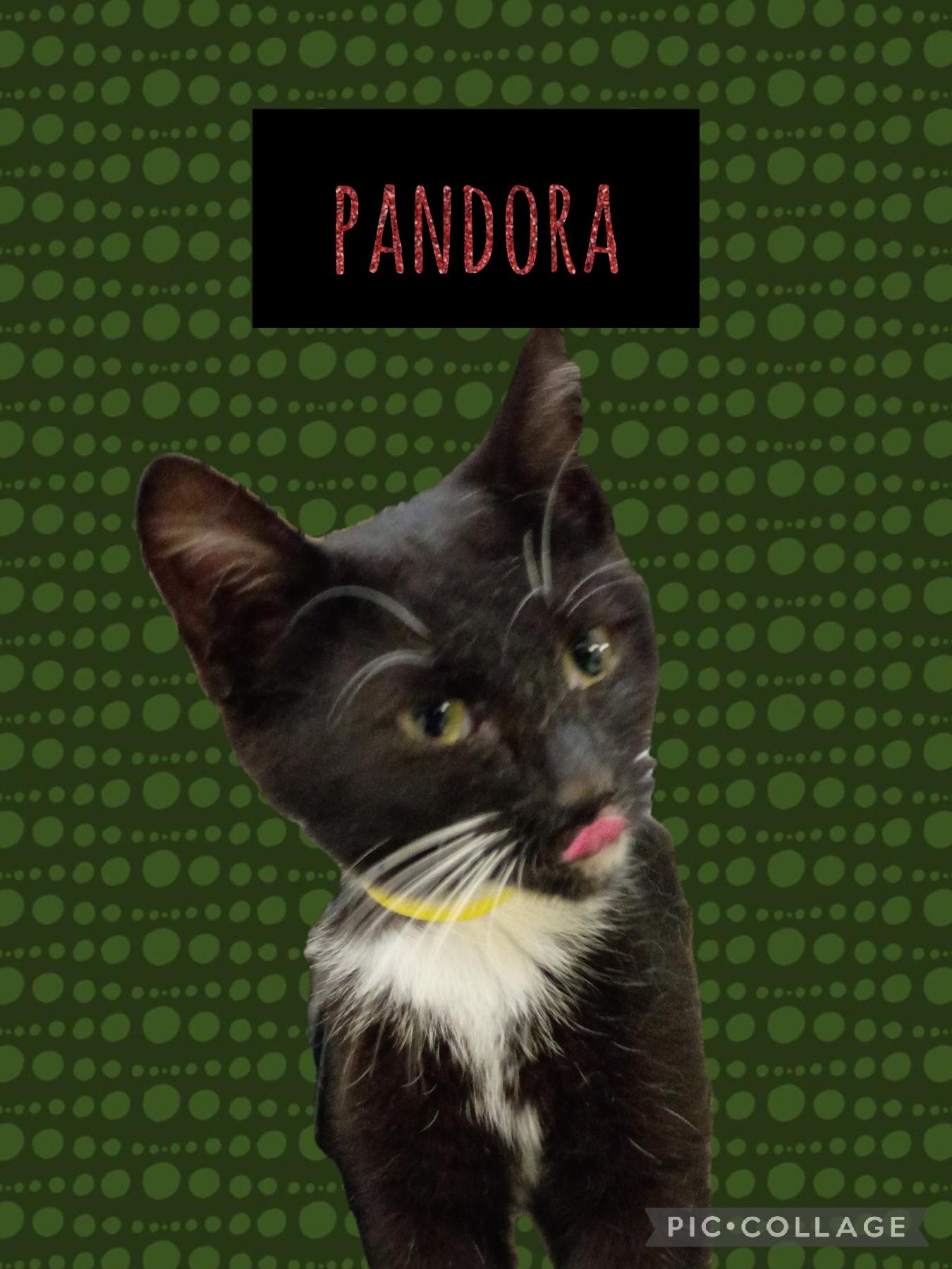 Enlarge Pandora, an adoptable Tuxedo in Muncie, IN image 1/1