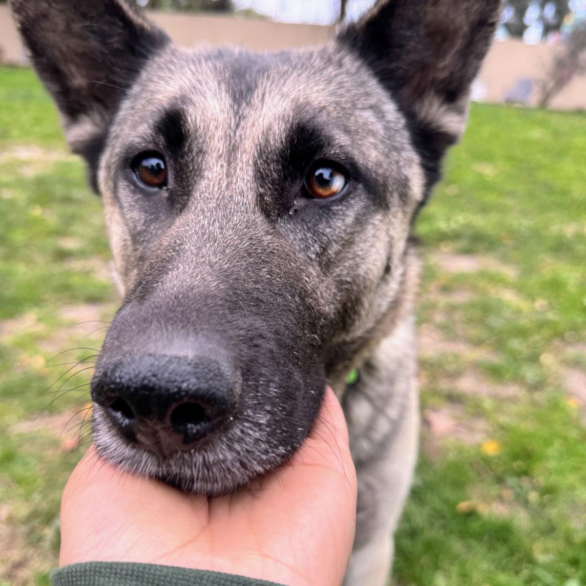 Enlarge Cloud, a Adoptable German Shepherd Dog in Oakland, CA image 1/3