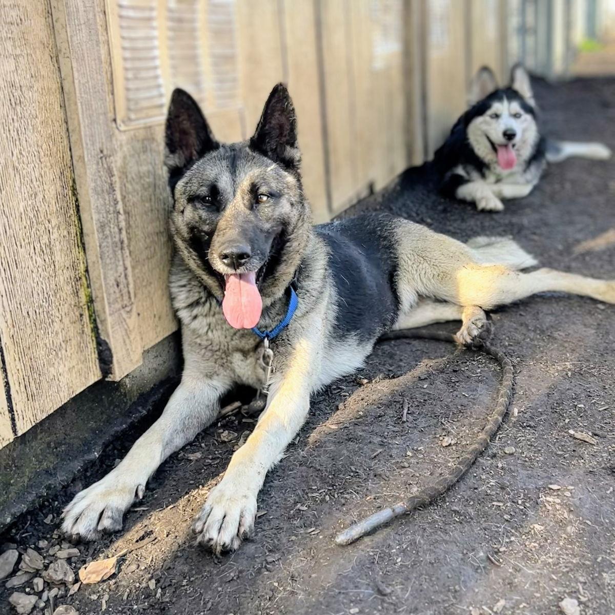 Enlarge Cloud, a Adoptable German Shepherd Dog in Oakland, CA image 3/3
