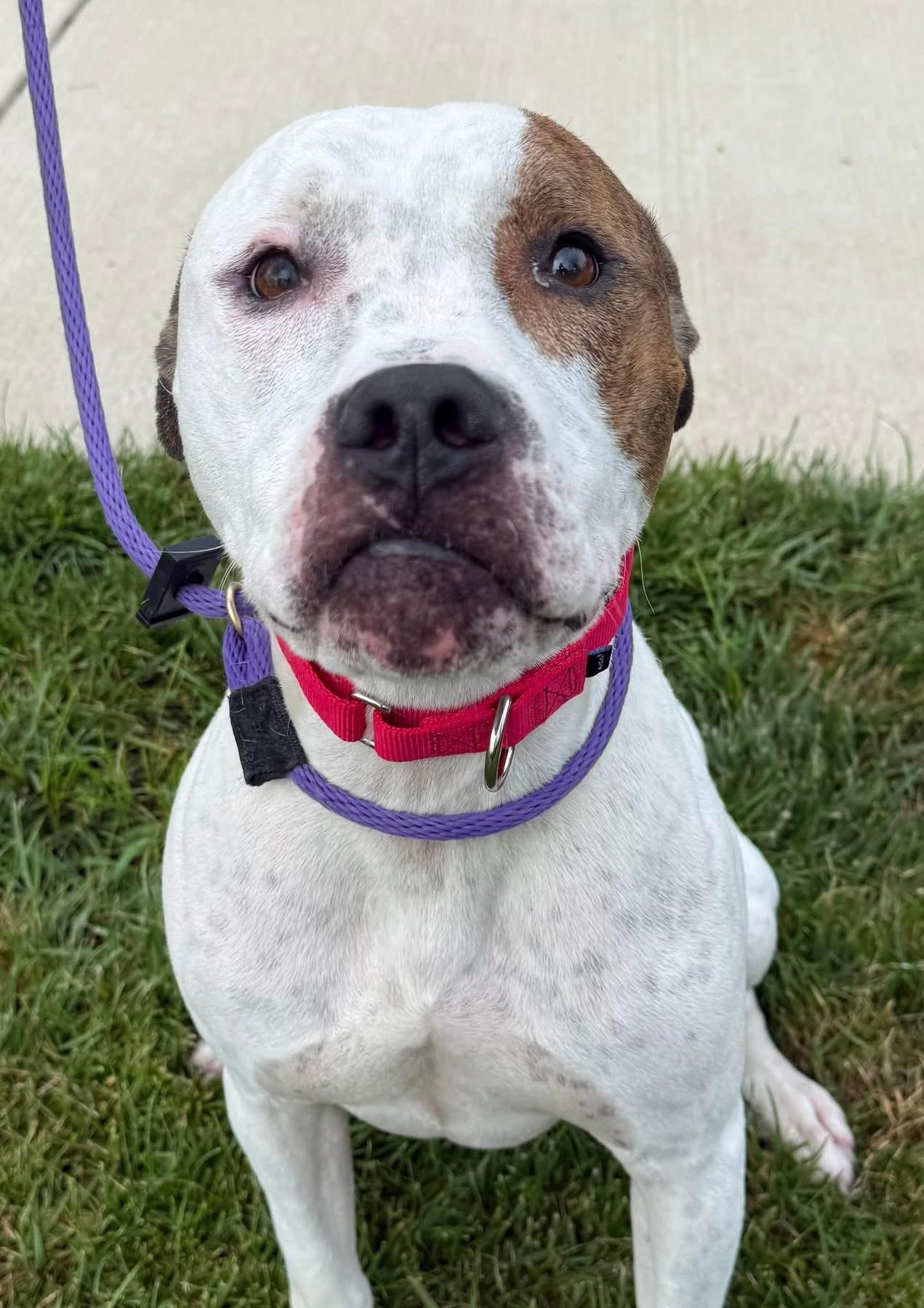 Spike (ID 47412/2186)