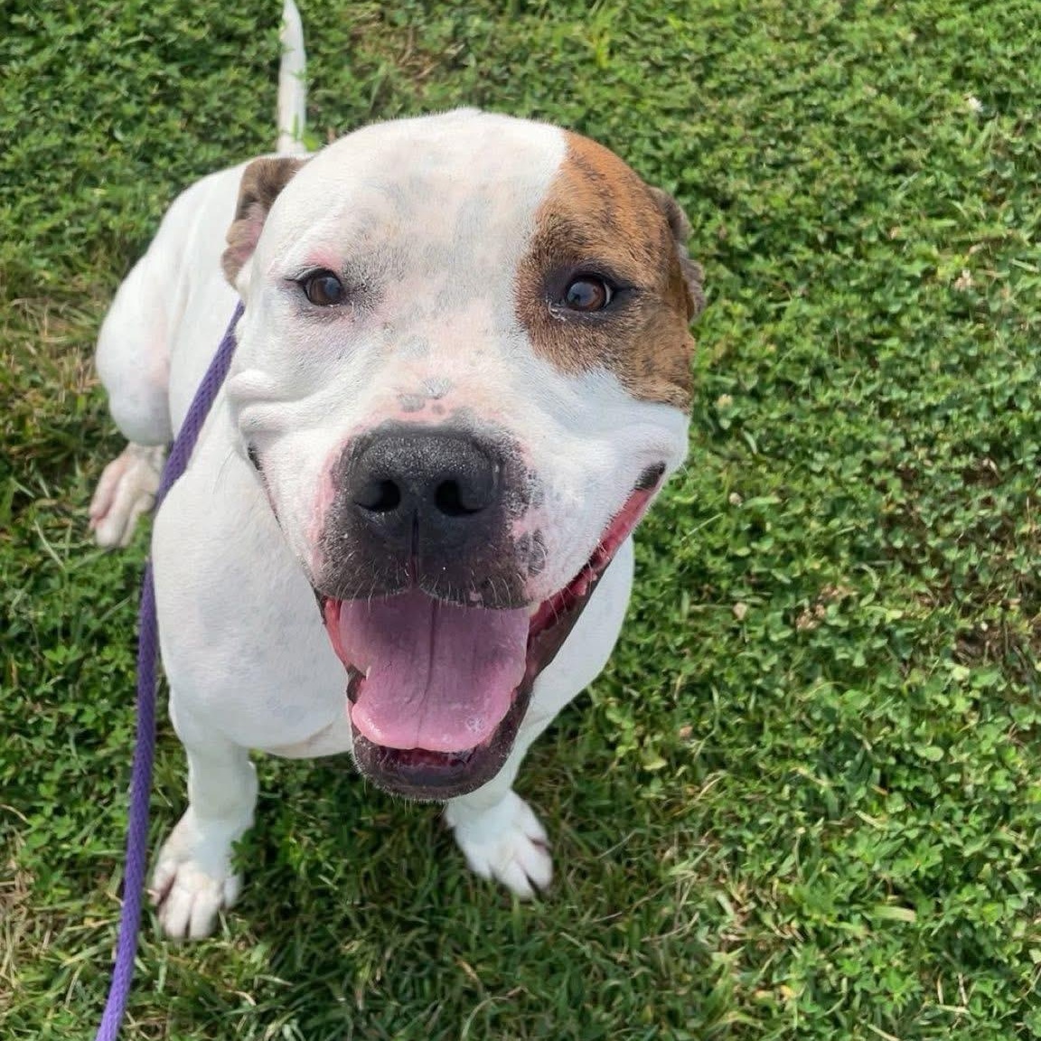 Spike (ID 47412/2186)