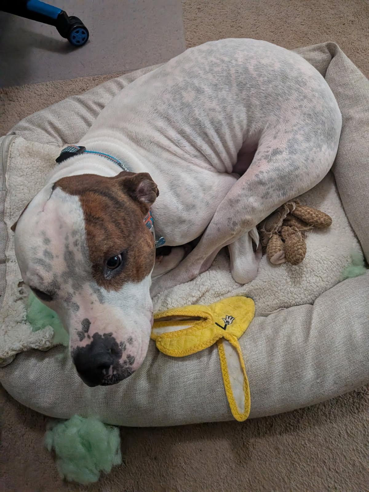 Spike (ID 47412/2186)