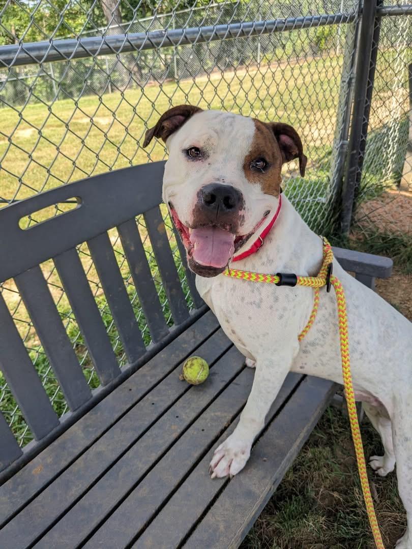 Spike (ID 47412/2186)