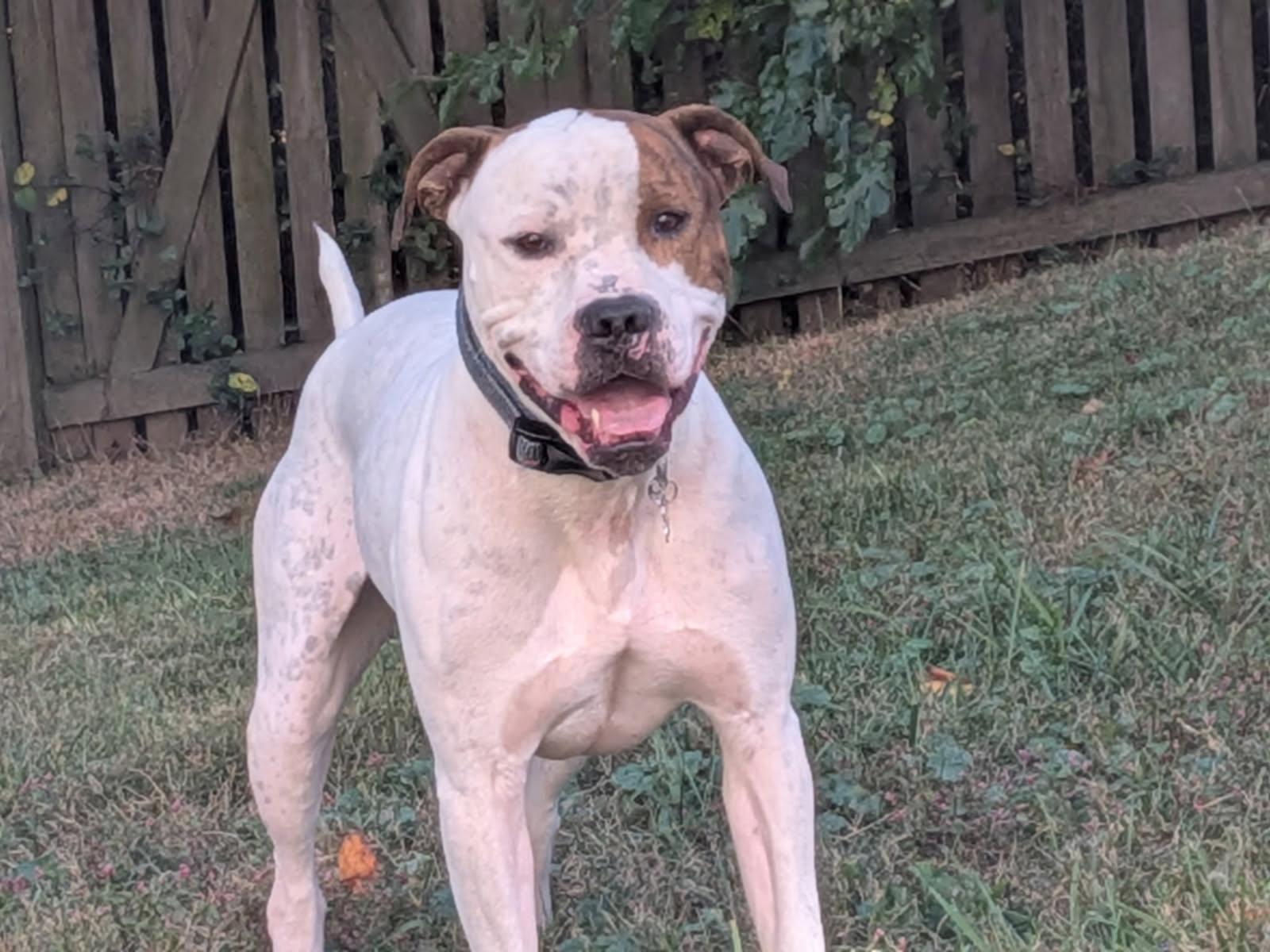 Spike (ID 47412/2186)