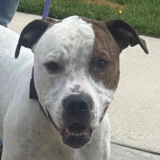 Spike (ID 47412/2186)