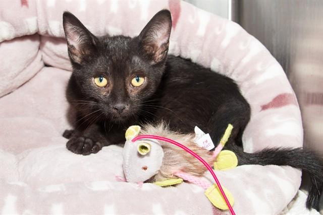 Enlarge GATO MUCHACHO, a Adoptable Domestic Short Hair in Santa Monica, CA image 1/1