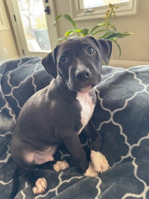 Damon, Adopted, Puppy Male American Staffordshire Terrier.