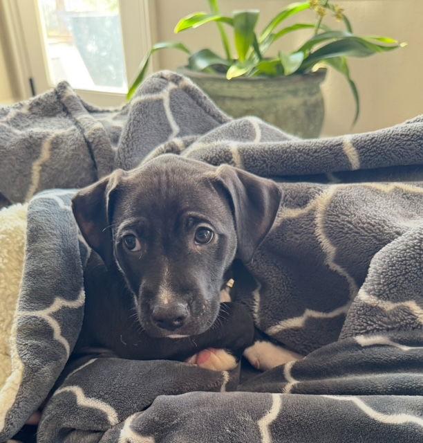 Damon, a Adopted American Staffordshire Terrier in San Juan Capistrano, CA image 2/3