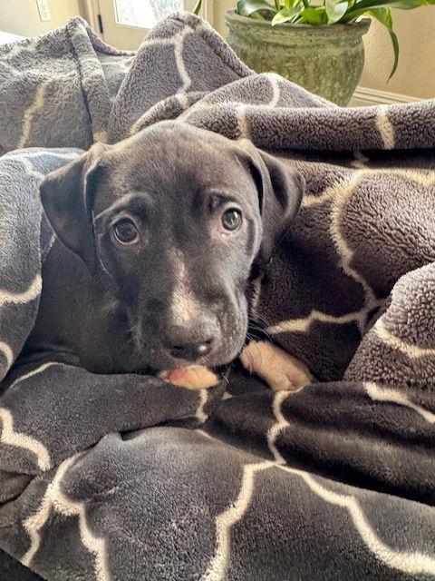 Damon, a Adopted American Staffordshire Terrier in San Juan Capistrano, CA image 3/3