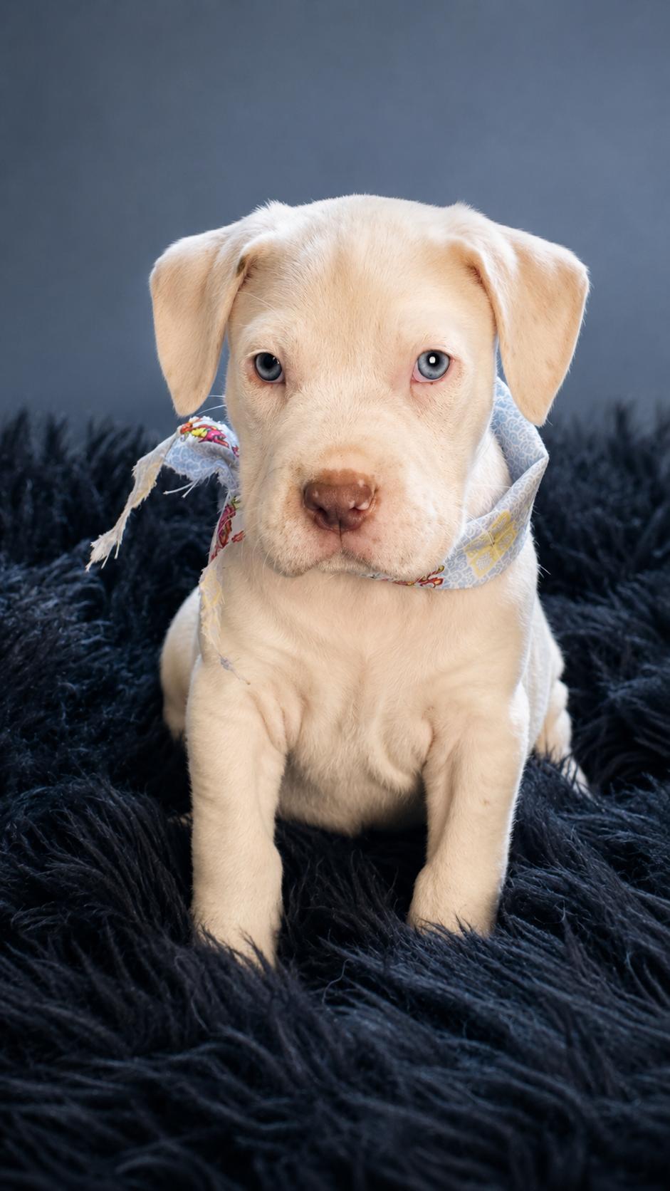 Boras, adopted, Puppy Male Great Pyrenees & American Bully.